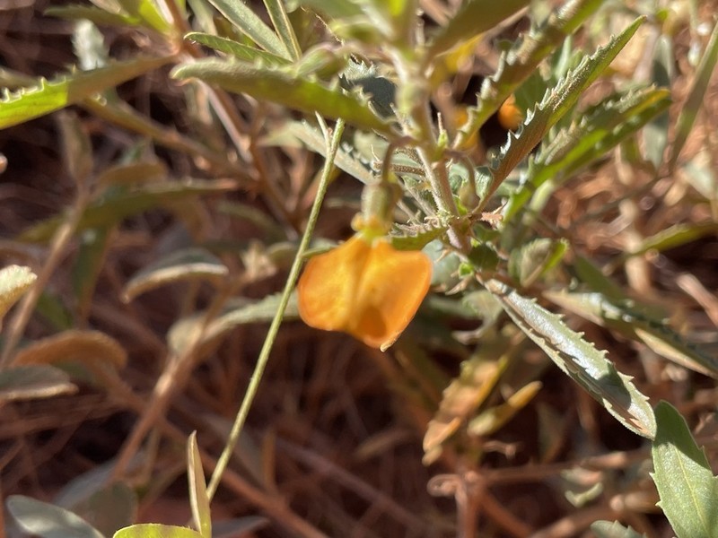 Afrohybanthus aurantiacus photo 3