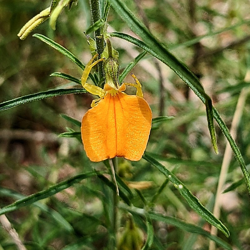 Afrohybanthus aurantiacus photo 4