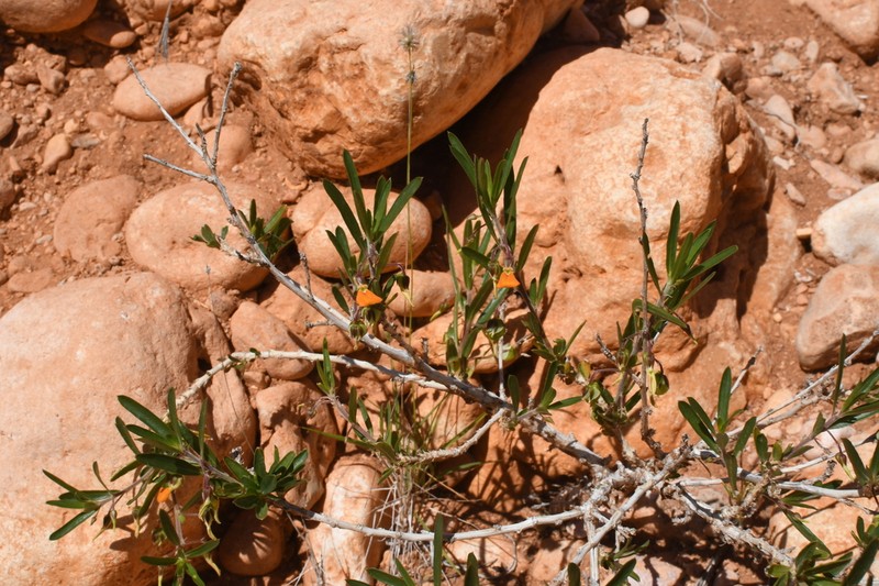 Afrohybanthus aurantiacus photo 5