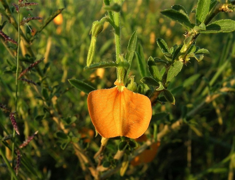 Afrohybanthus aurantiacus photo 6
