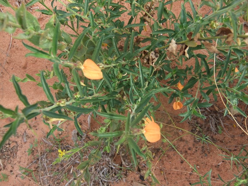 Afrohybanthus aurantiacus photo 7