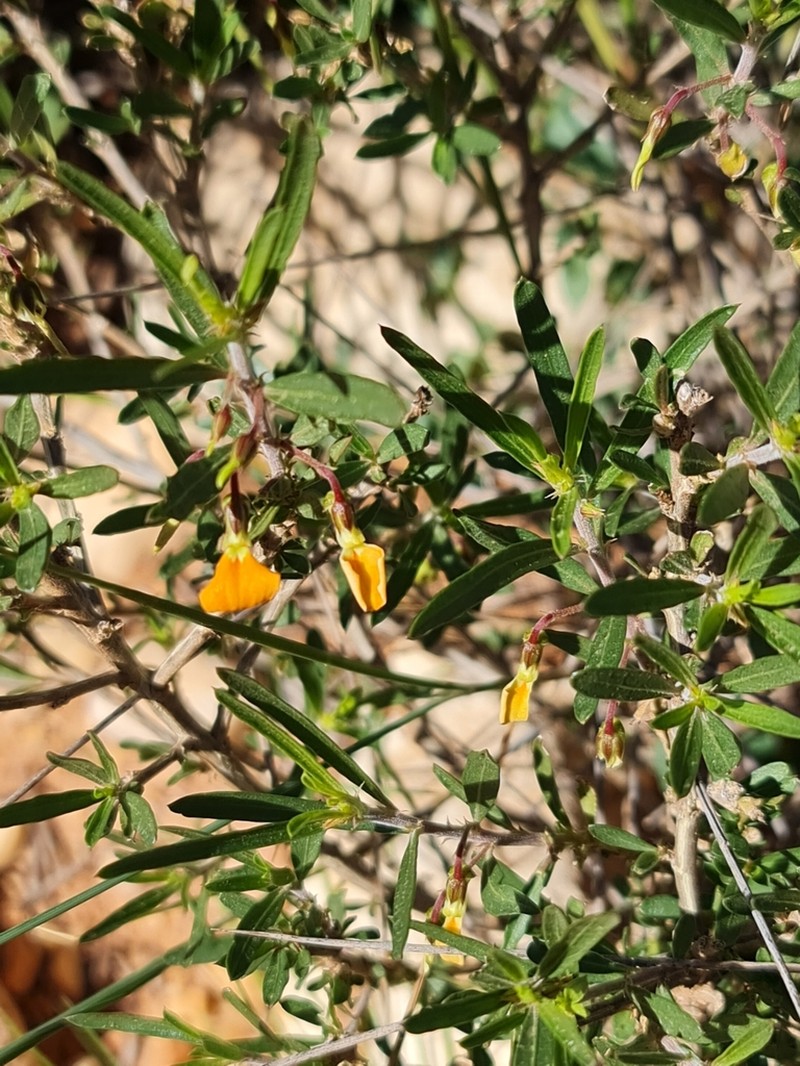 Afrohybanthus aurantiacus photo 8
