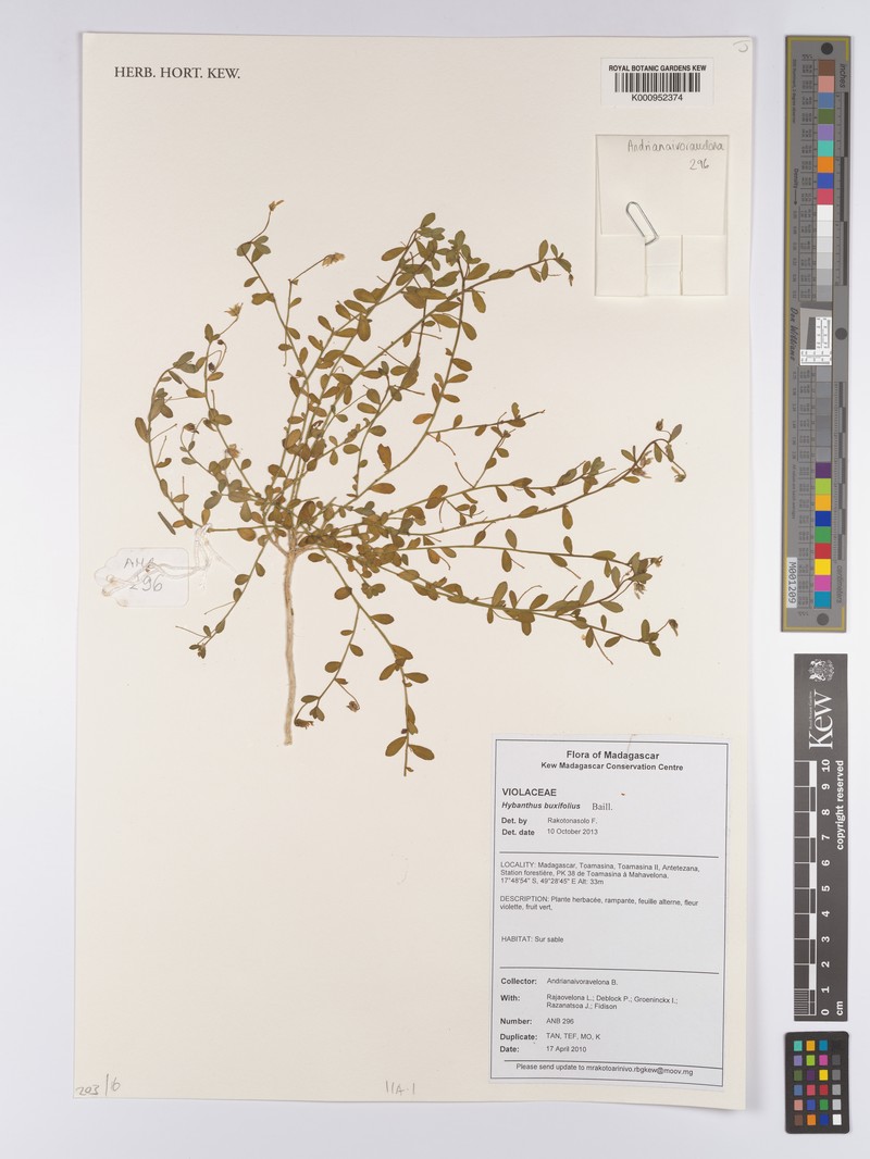 Afrohybanthus buxifolius