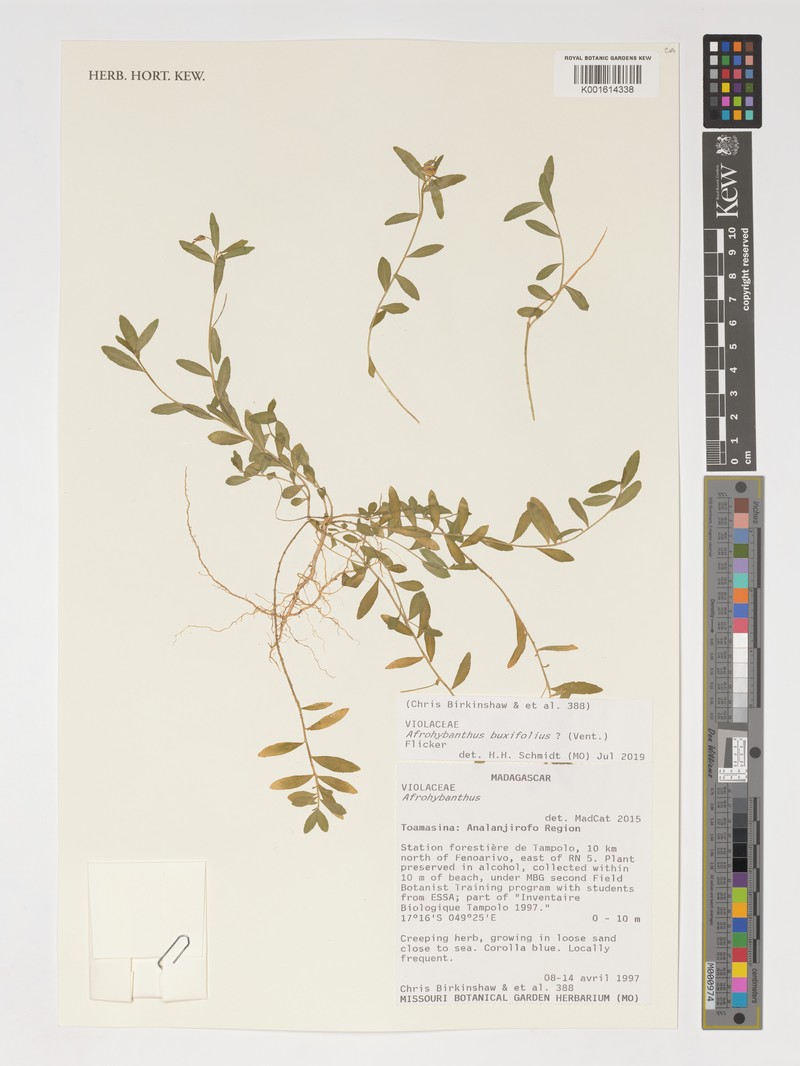 Afrohybanthus buxifolius photo 2