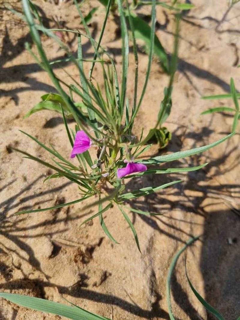 Afrohybanthus densifolius