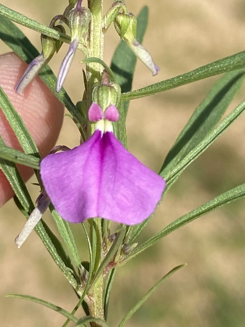 Afrohybanthus densifolius photo 2