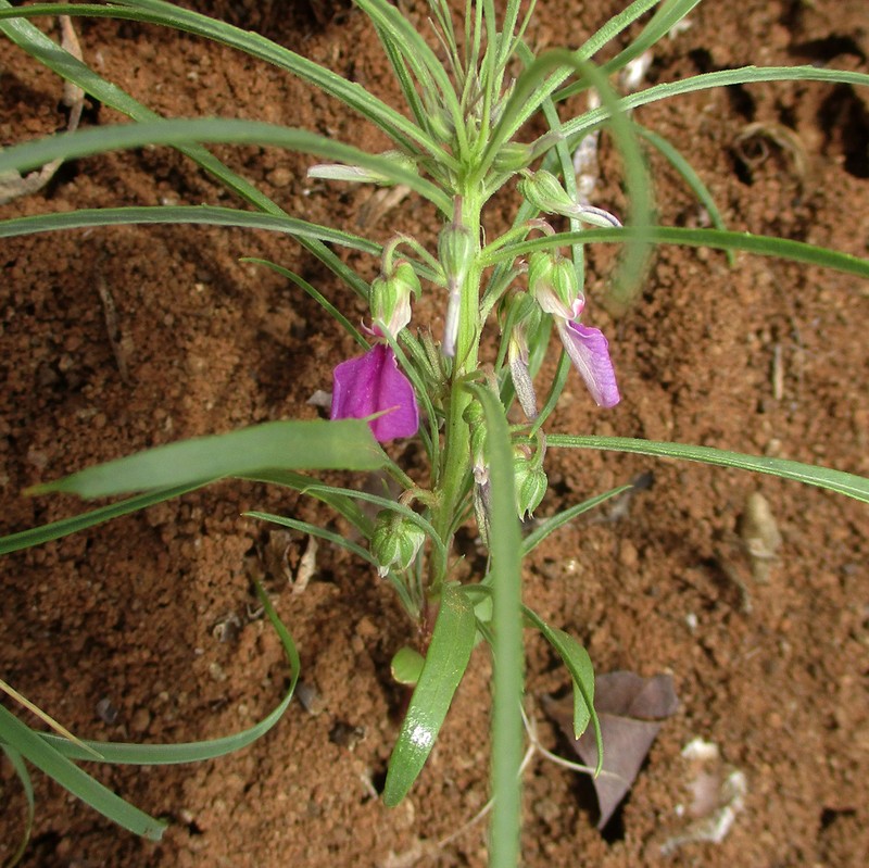 Afrohybanthus densifolius photo 3