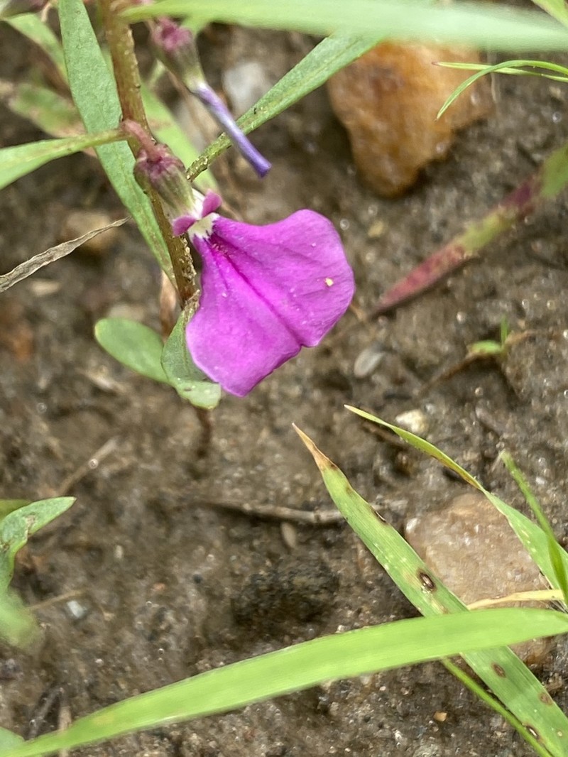 Afrohybanthus densifolius photo 4
