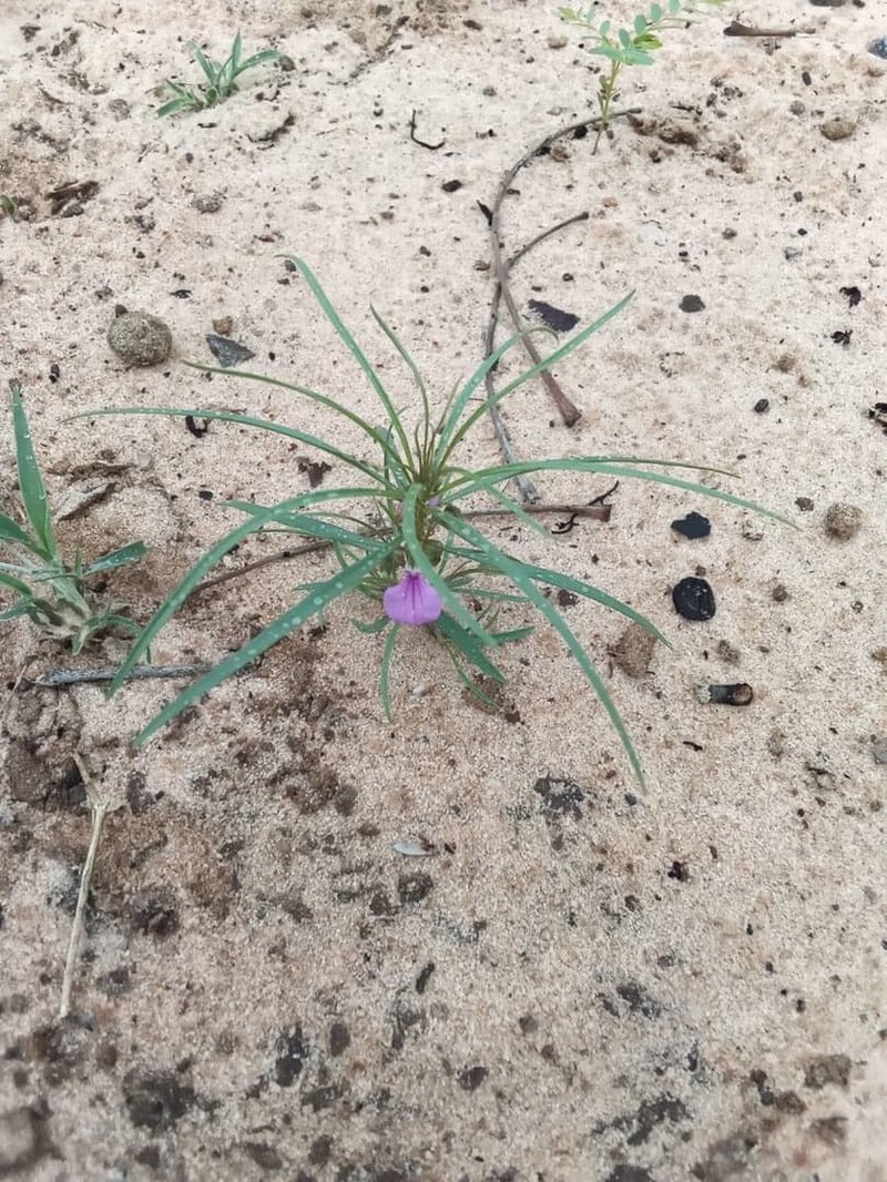Afrohybanthus densifolius photo 5