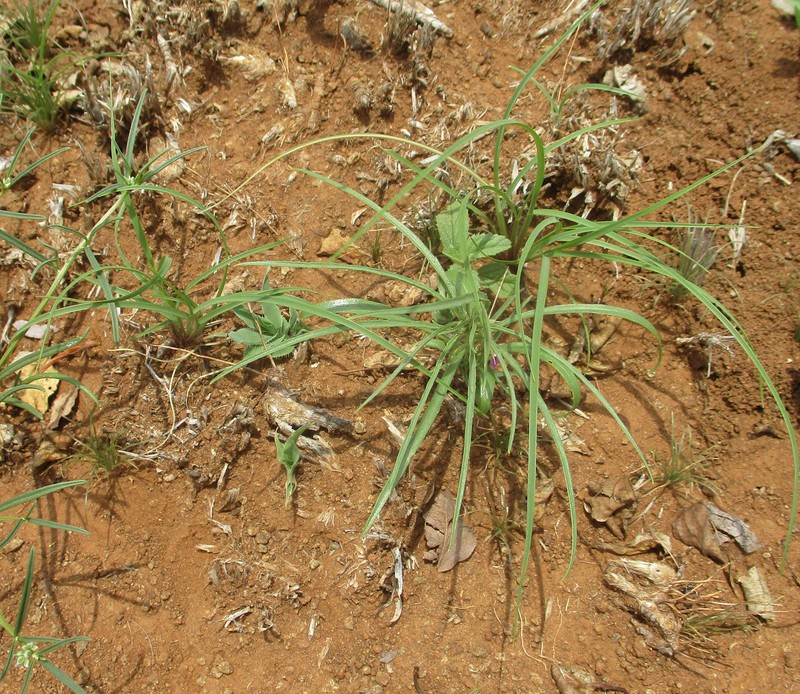 Afrohybanthus densifolius photo 6