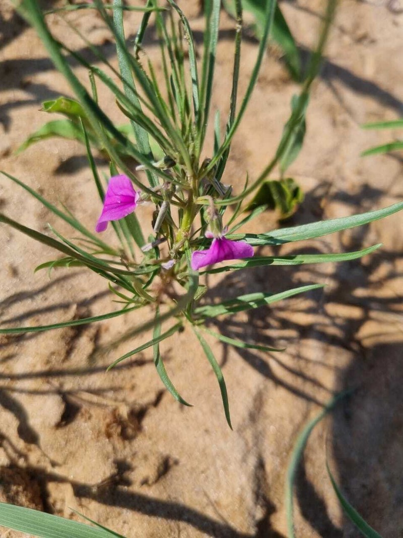 Afrohybanthus densifolius photo 7