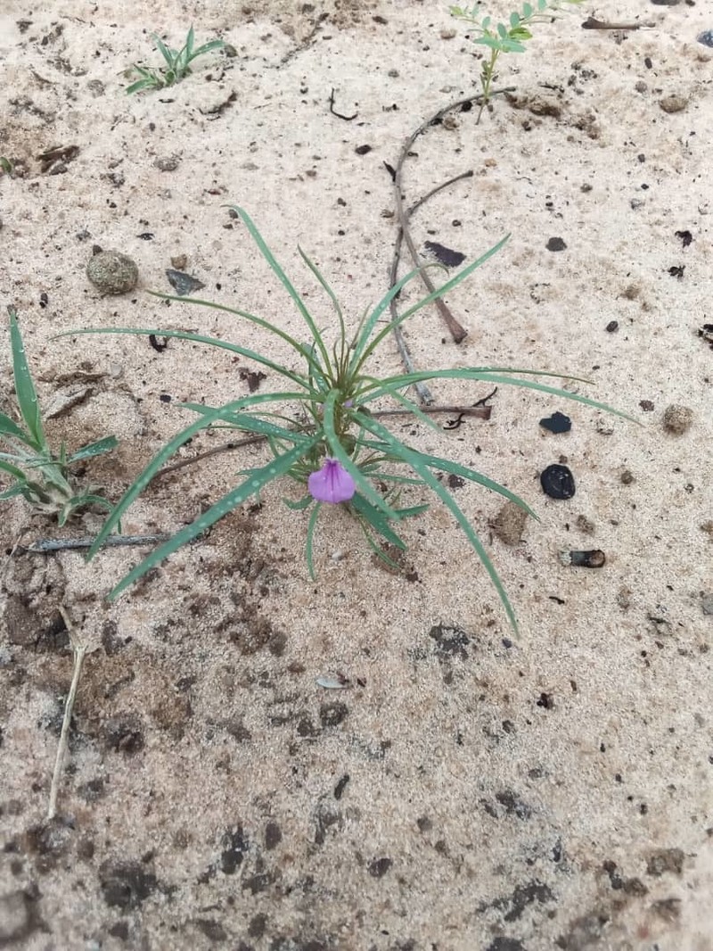 Afrohybanthus densifolius photo 8