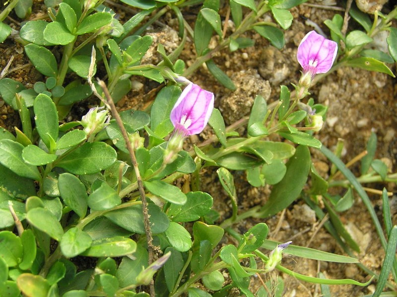 Afrohybanthus enneaspermus photo 2