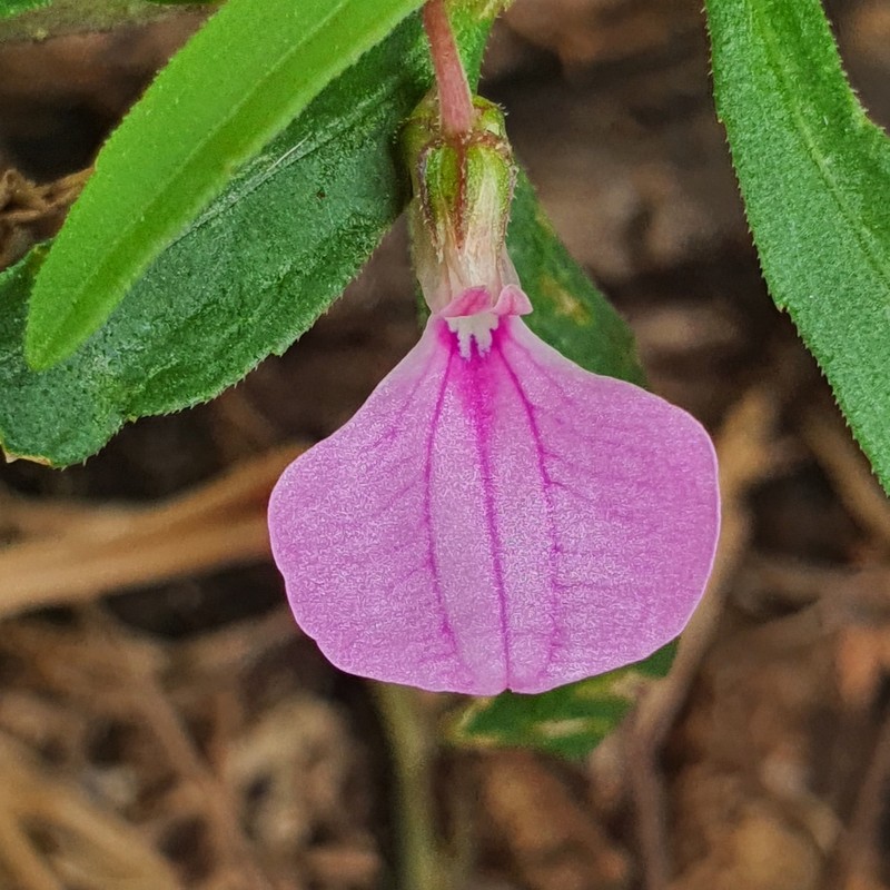 Afrohybanthus enneaspermus photo 3