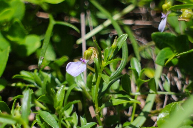 Afrohybanthus enneaspermus photo 5