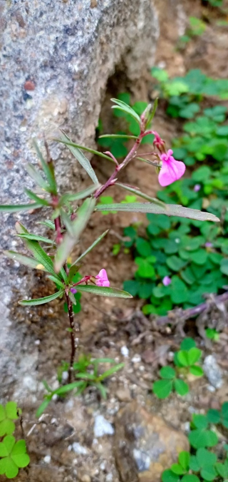 Afrohybanthus enneaspermus photo 6