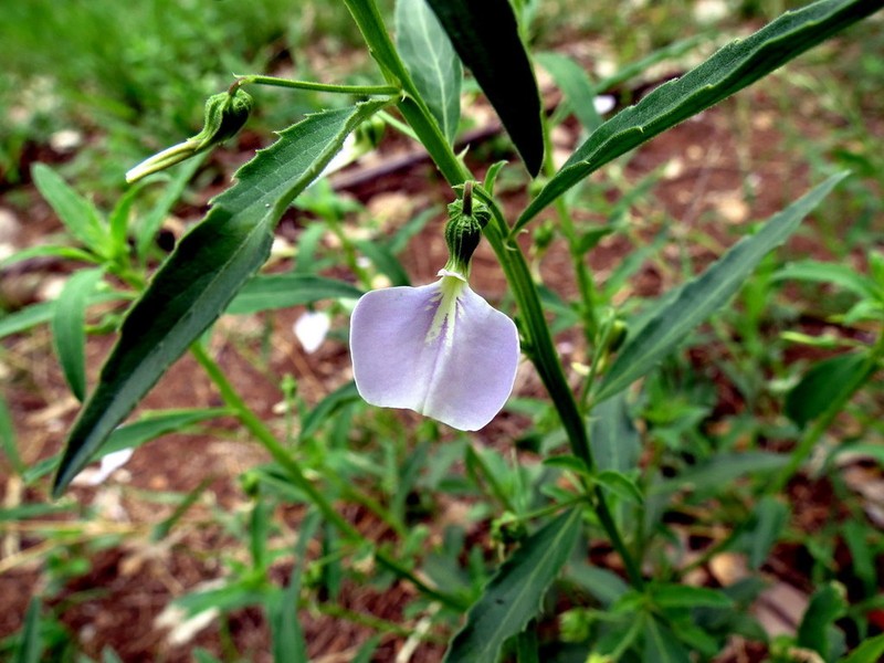 Afrohybanthus enneaspermus photo 7