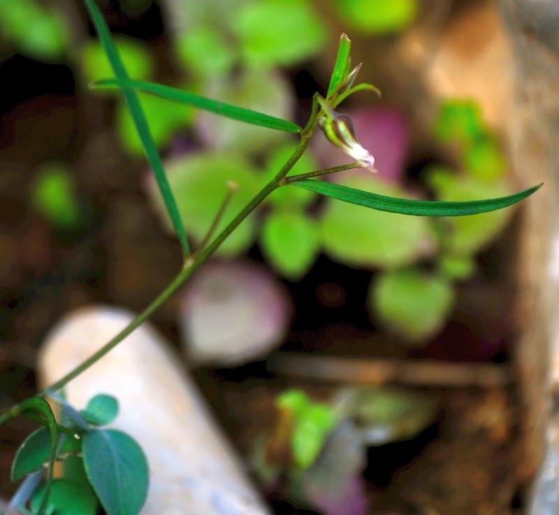 Afrohybanthus enneaspermus photo 8