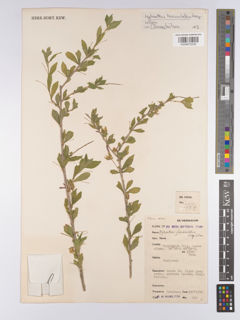 Afrohybanthus fasciculatus