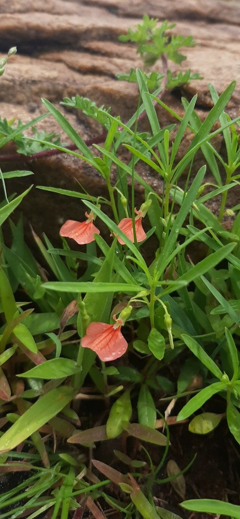 Afrohybanthus indicus