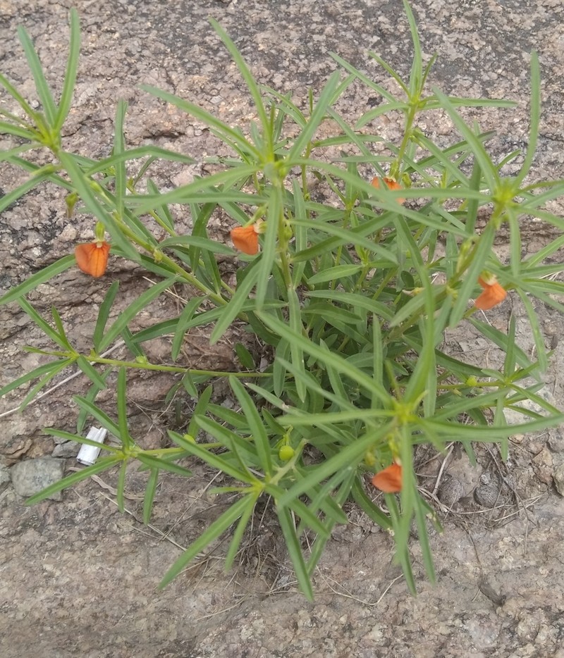 Afrohybanthus indicus photo 2