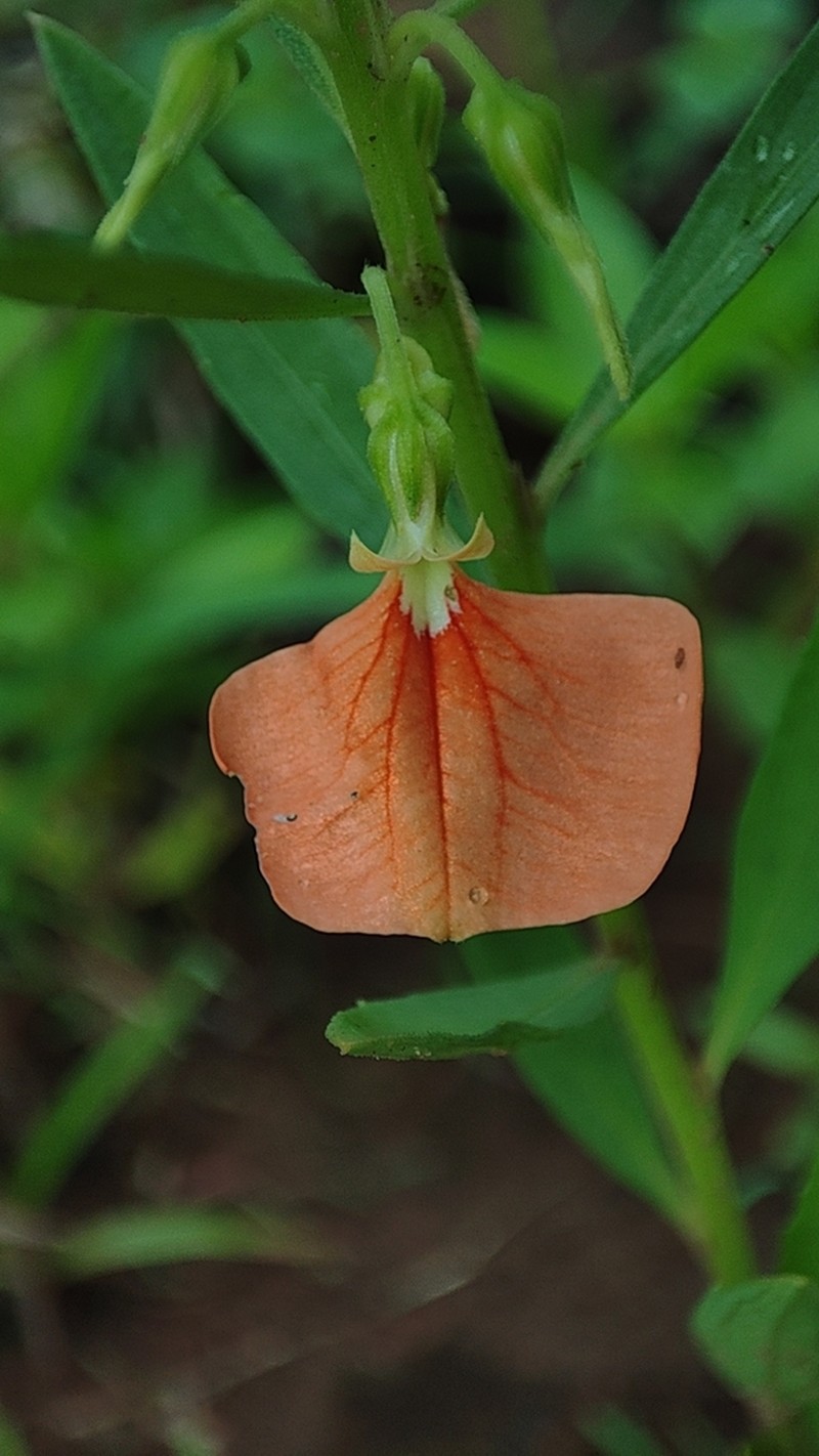 Afrohybanthus indicus photo 3