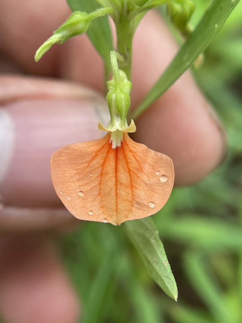 Afrohybanthus indicus photo 4