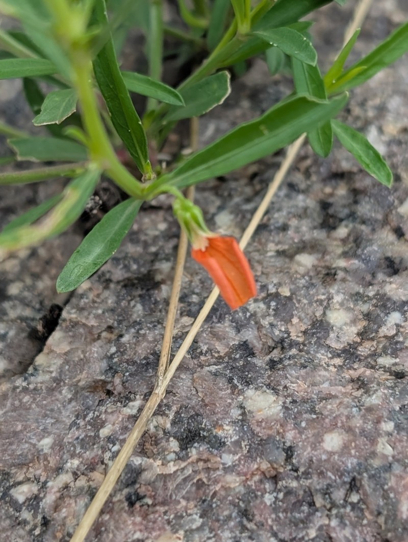 Afrohybanthus indicus photo 5