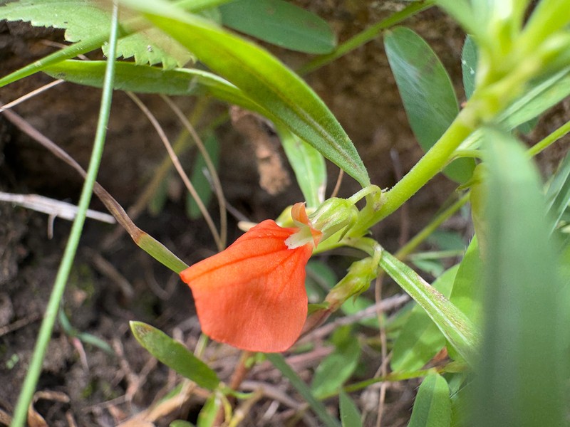 Afrohybanthus indicus photo 6