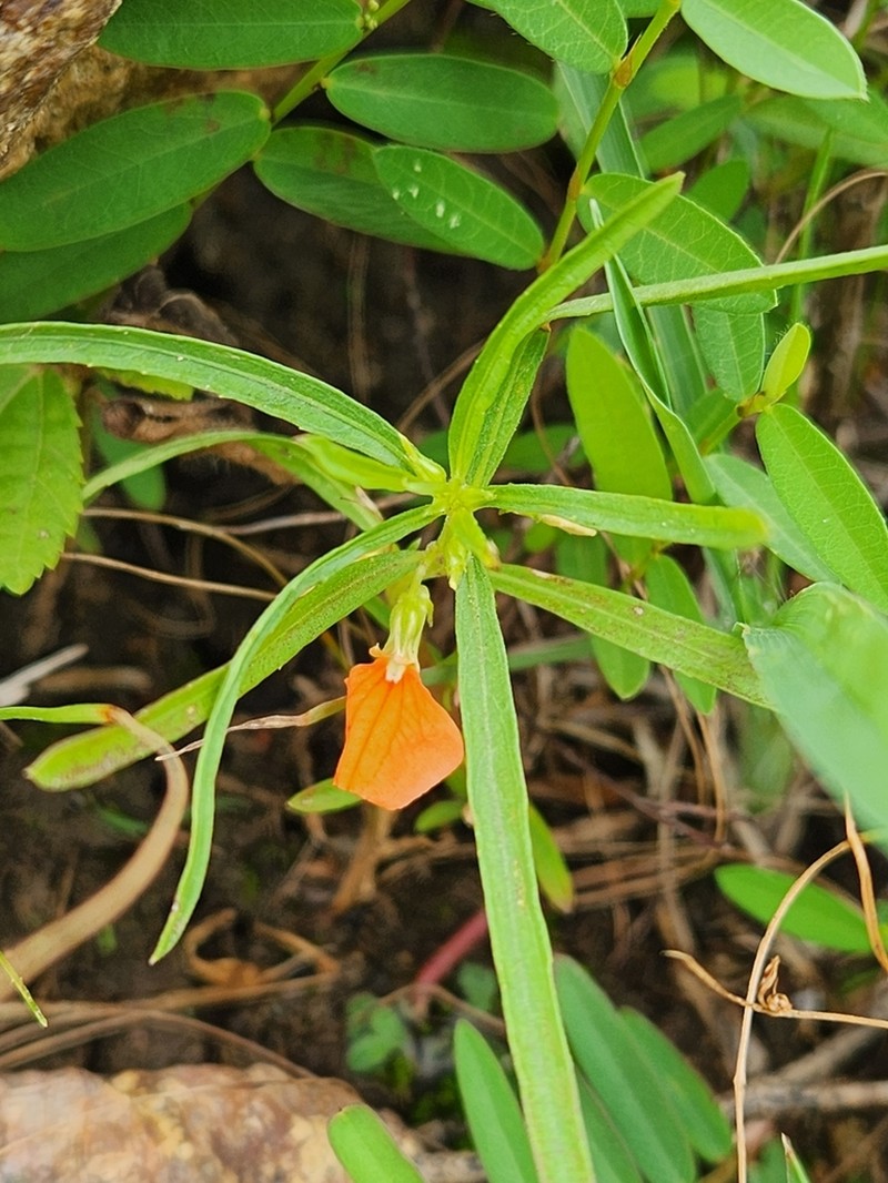 Afrohybanthus indicus photo 7