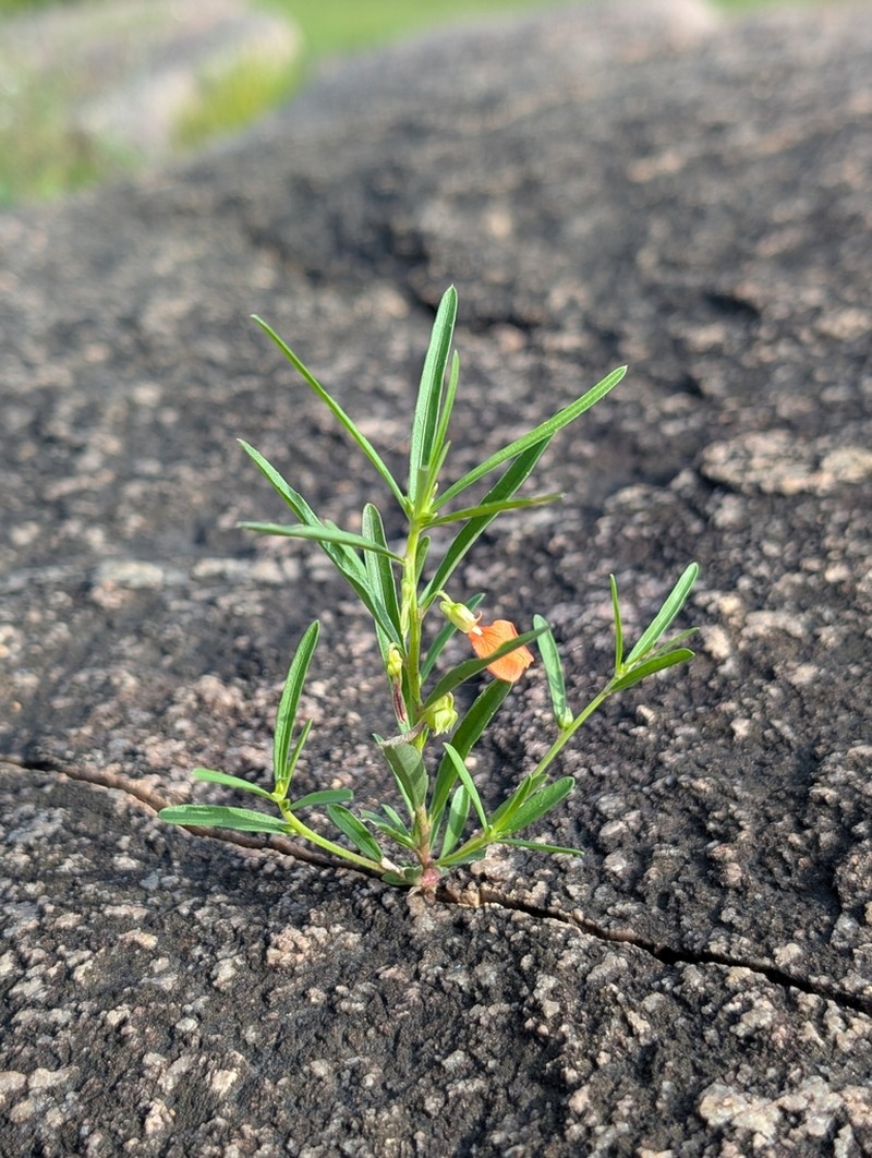 Afrohybanthus indicus photo 8