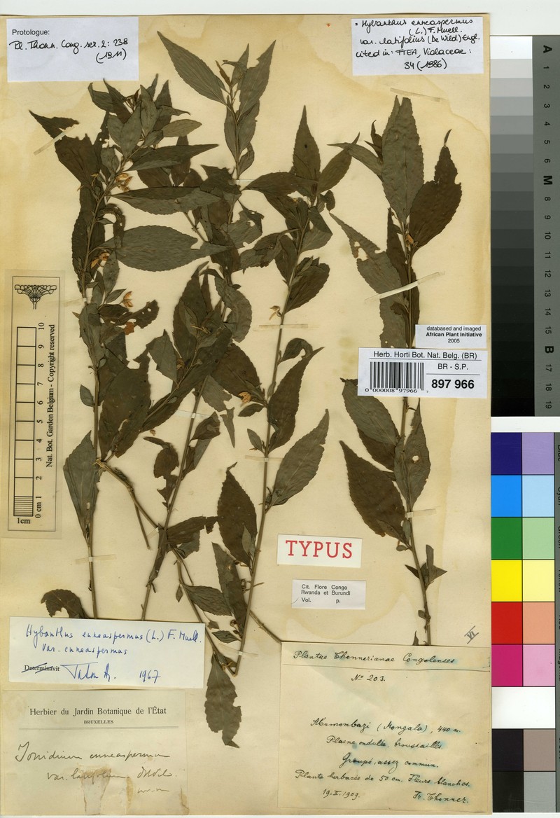 Afrohybanthus latifolius