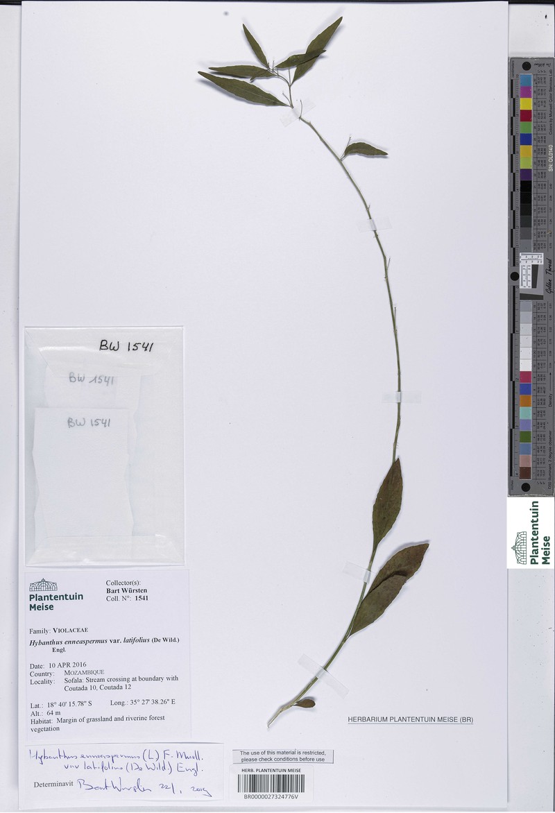 Afrohybanthus latifolius photo 2