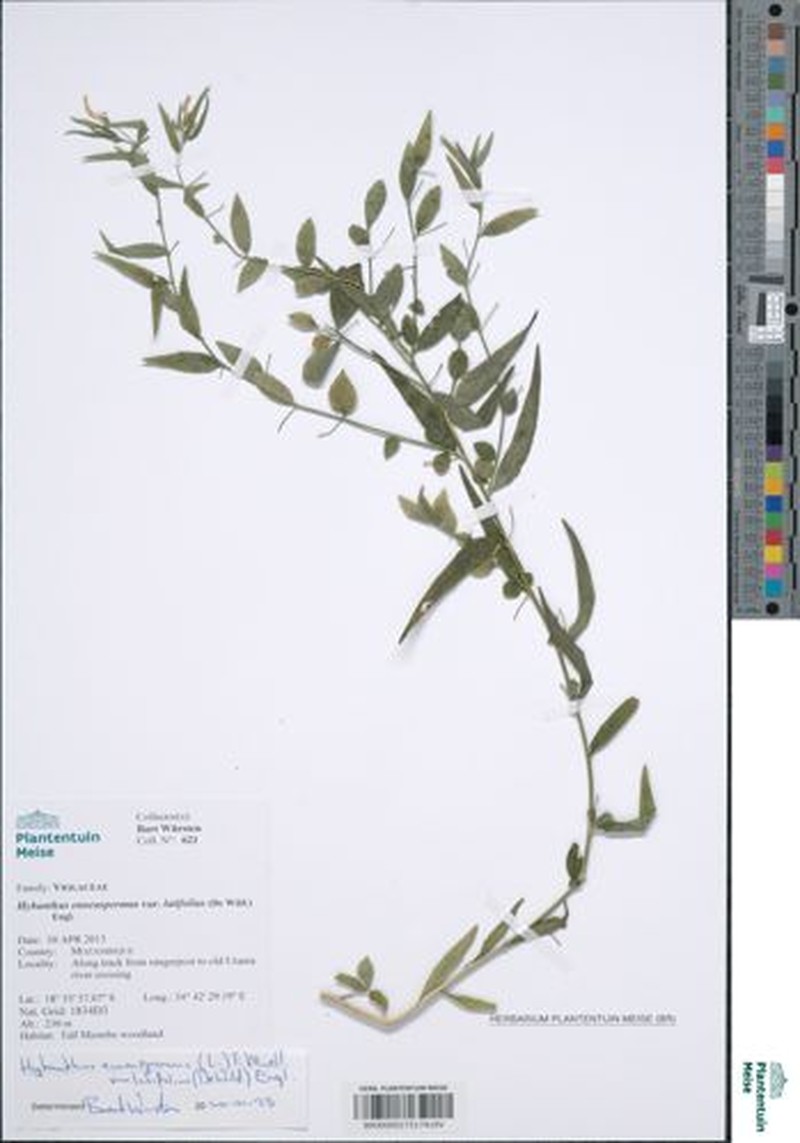 Afrohybanthus latifolius photo 3