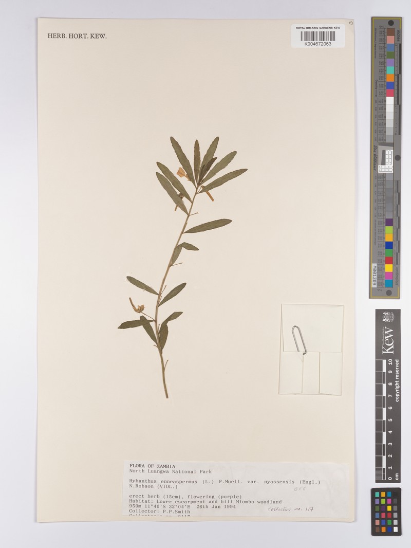 Afrohybanthus nyassensis