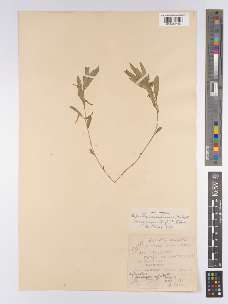 Afrohybanthus nyassensis photo 2