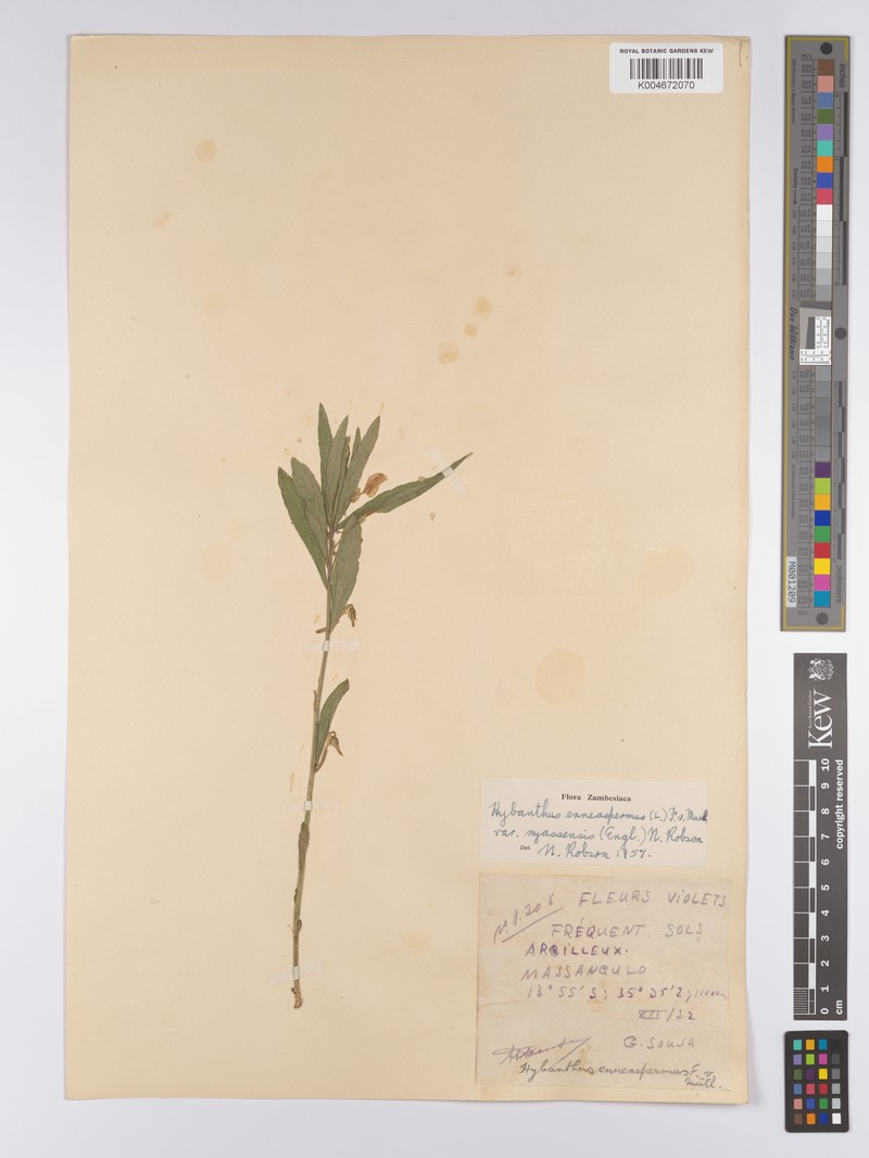 Afrohybanthus nyassensis photo 3