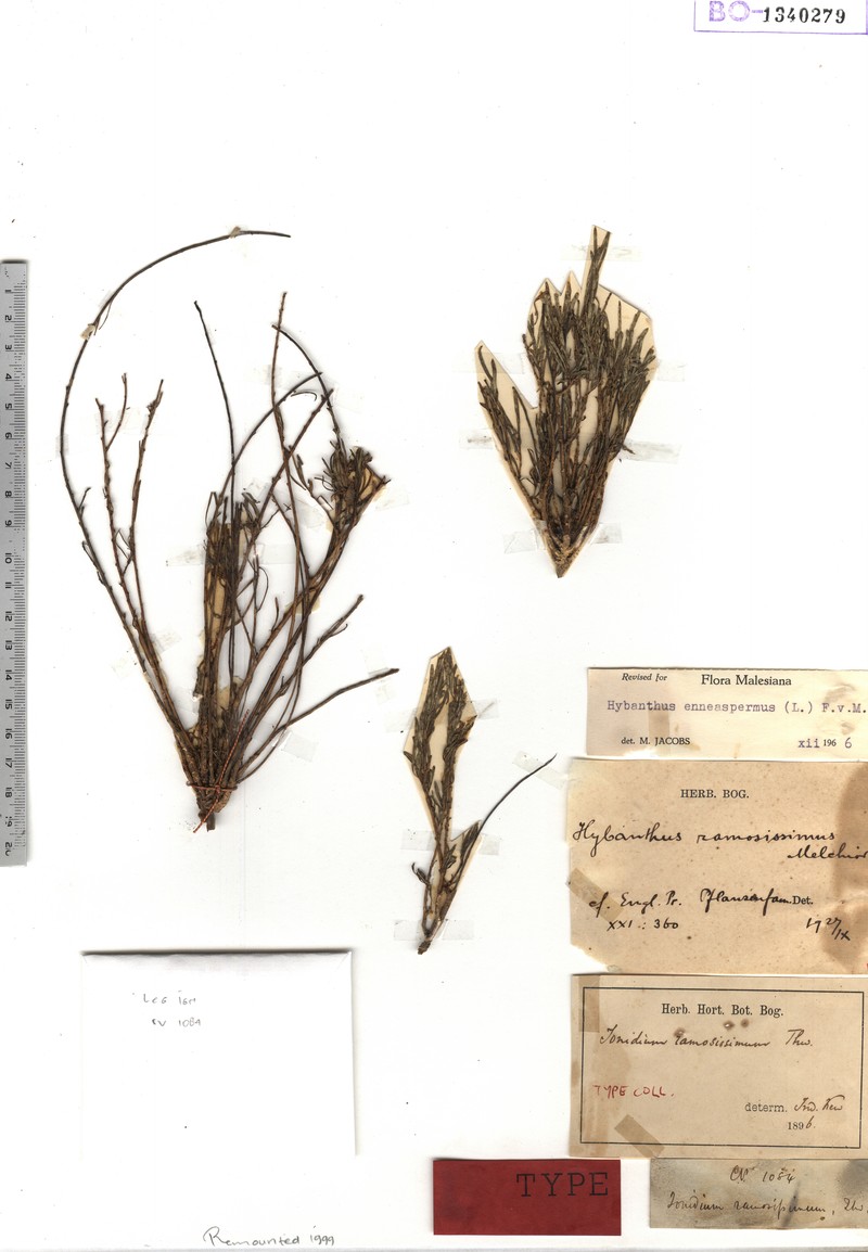 Afrohybanthus ramosissimus