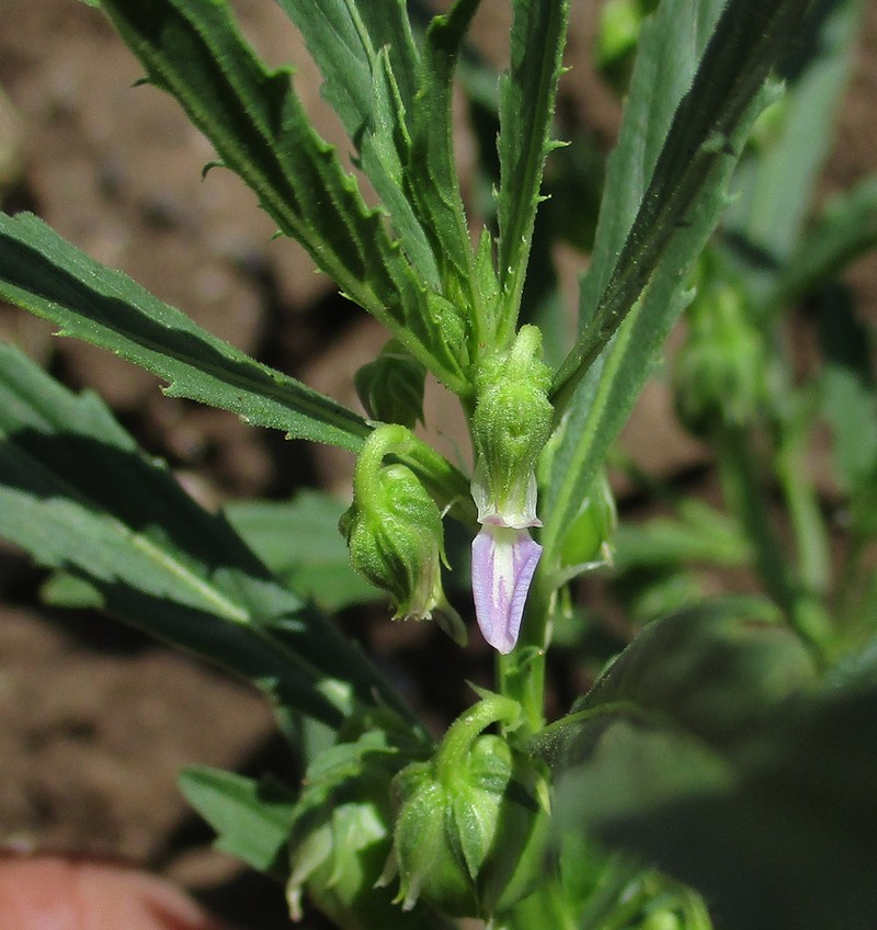 Afrohybanthus serratus