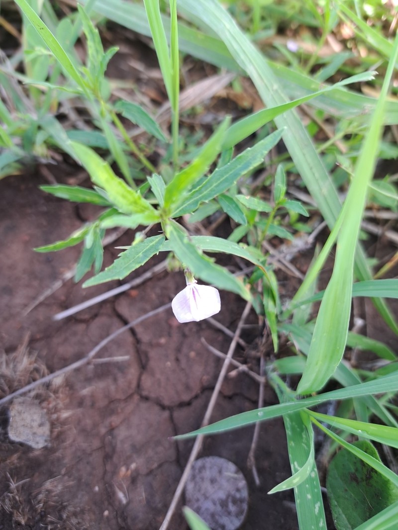 Afrohybanthus serratus photo 2