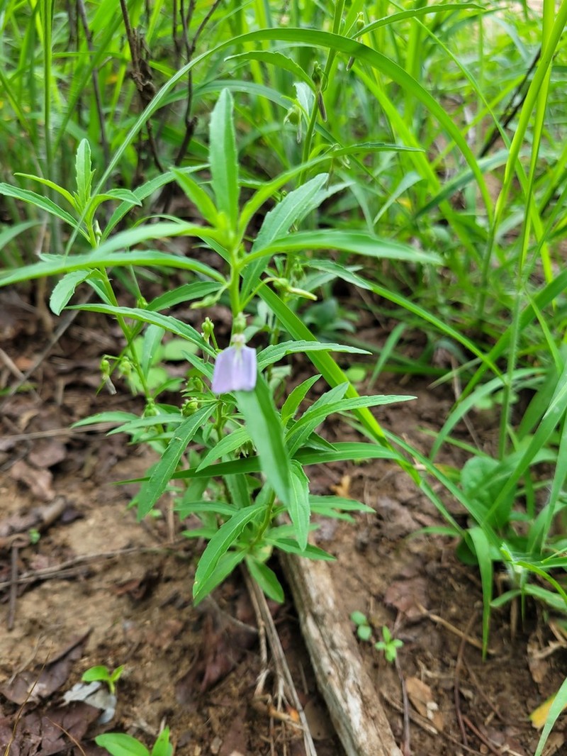 Afrohybanthus serratus photo 4