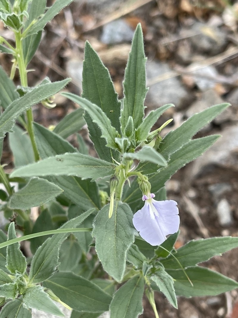 Afrohybanthus serratus photo 5