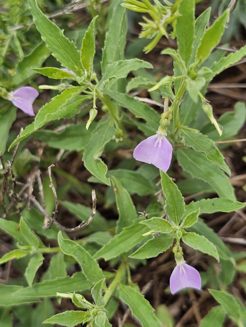 Afrohybanthus serratus photo 6