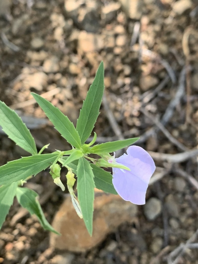 Afrohybanthus serratus photo 7