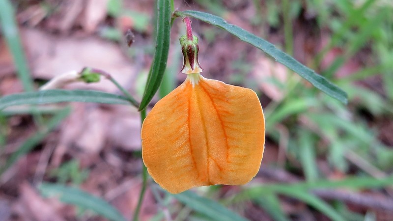 Afrohybanthus stellarioides