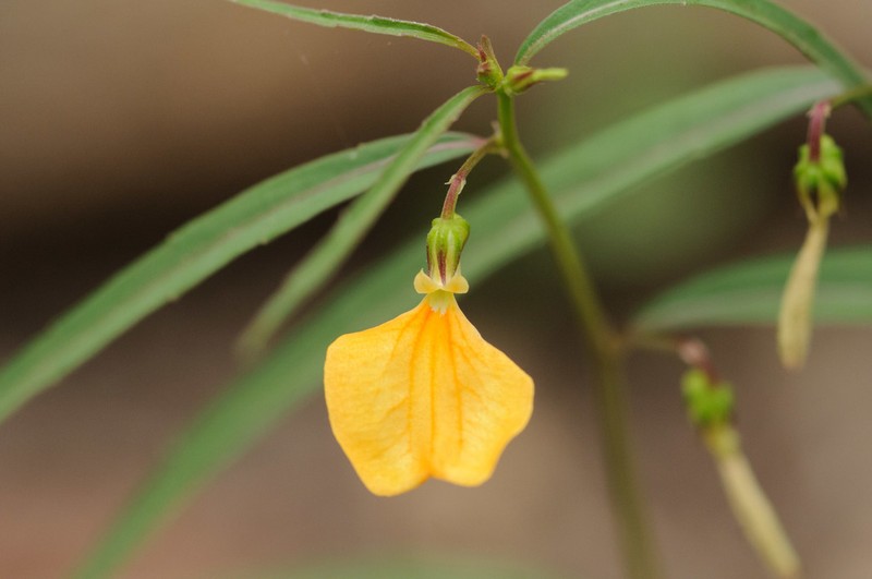 Afrohybanthus stellarioides photo 2