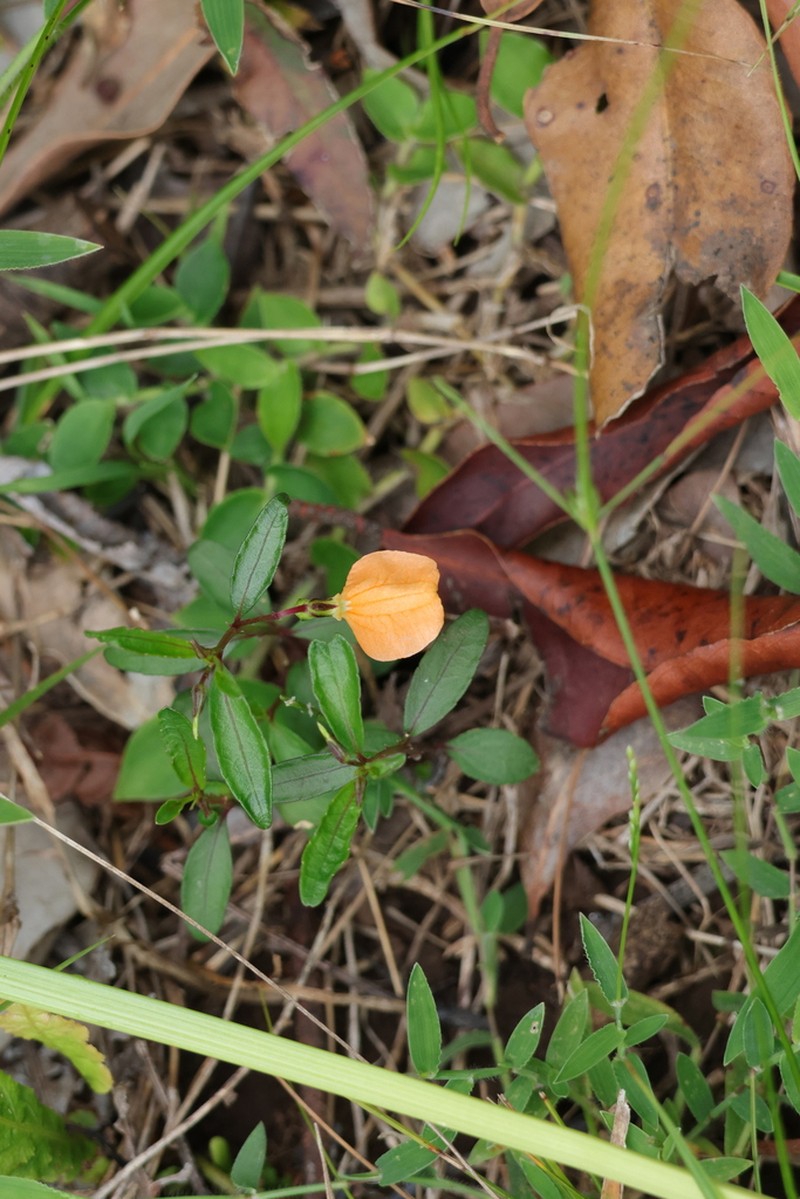 Afrohybanthus stellarioides photo 3