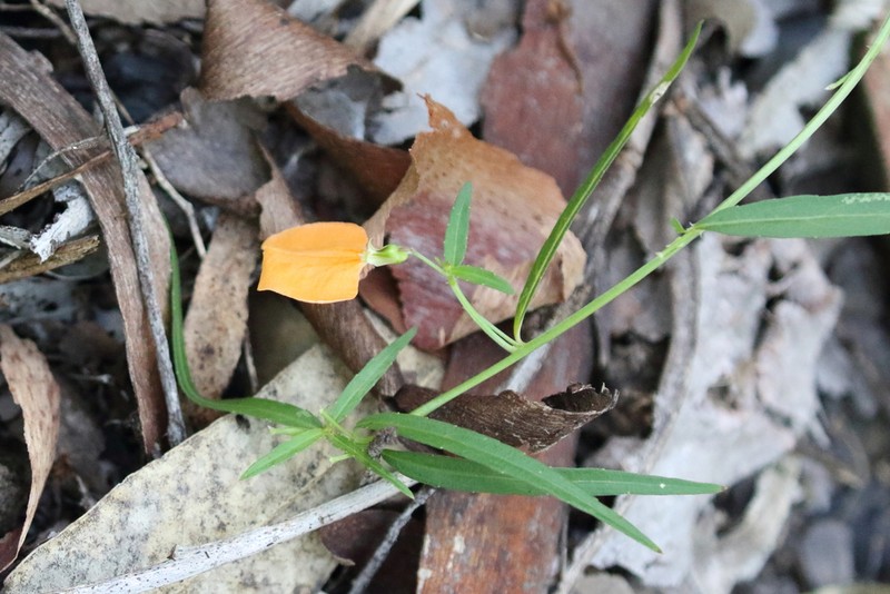 Afrohybanthus stellarioides photo 4