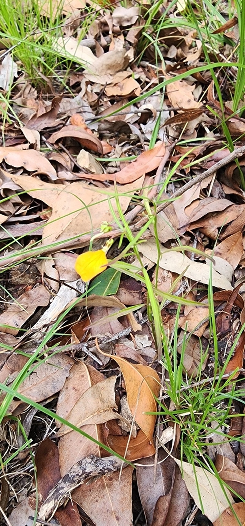 Afrohybanthus stellarioides photo 5