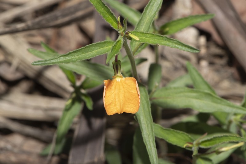 Afrohybanthus stellarioides photo 6